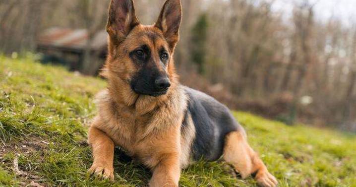 Vet names five dog breeds she would 'never' own - and one is a popular choice