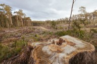 Labor is close to a deal on environmental law reforms. There are troubling signs these will fall short