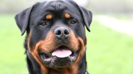 Condenan a padre e hija por el brutal ataque de su rottweiler: deberán pagar $6 millones a una vendedora ambulante