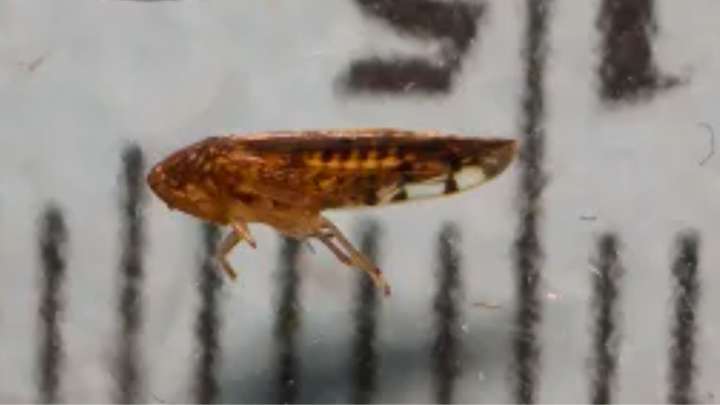 ¿Cómo Descubrieron el Osbornellus Salsus, Nueva Plaga que EUA Calificó como Potencial Amenaza?