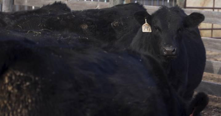 Montana cattle producers push back on Trump's Argentina beef