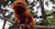Golden lion tamarins, sloths become roommates at Fla. zoo