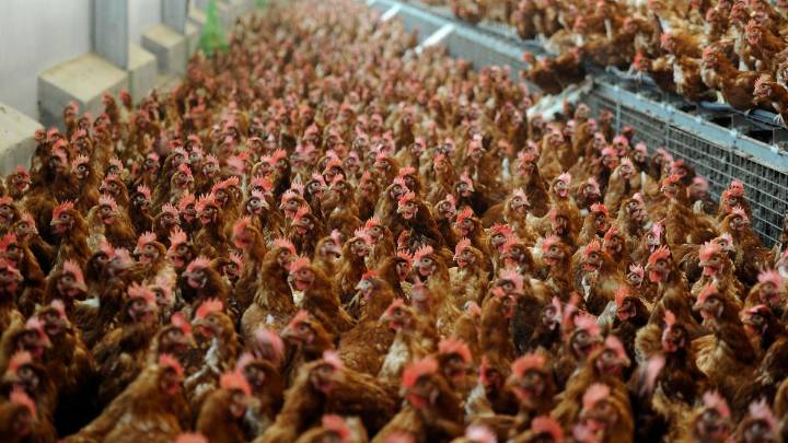 Revolución en el corral: la gripe aviar dispara el precio de los huevos otros 50 céntimos