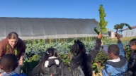 BGISD students learn all things agriculture