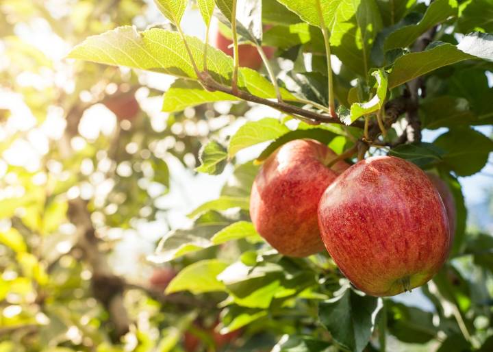 What is the favorite Washington Apple This season