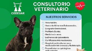 CODEGAR: donde el amor y la ciencia salvan vidas peludas