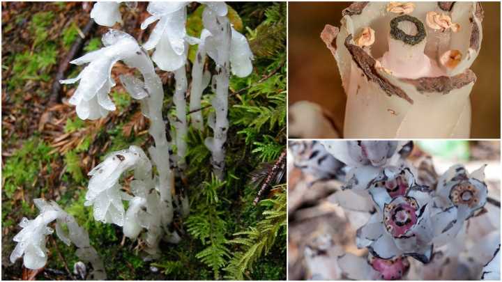 What are ghost flowers?