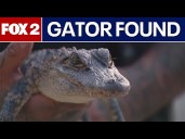 Michigan alligator caught after being found in Belle Isle