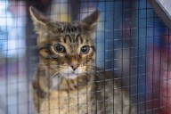 Dozens of cats rescued from ‘awful’ conditions at Pa. shelter