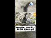 Elephant charges at tourists on canoe, flipping it over