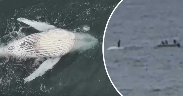 Wombarra Beach: Authorities investigating video of person standing on top of dead humpback whale in Wollongong, south of Sydney