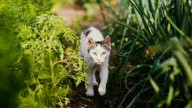 Si tenés gatos, evitá esta planta: por qué puede ser peligrosa