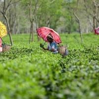 Extreme rains hit India's premier Darjeeling tea estates