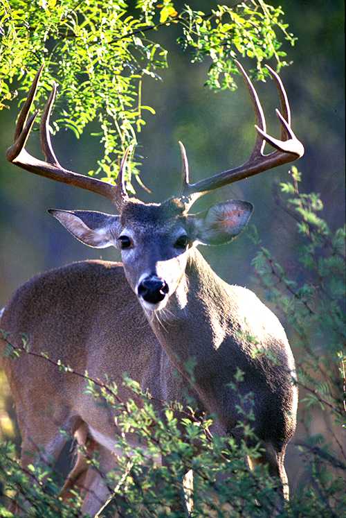 Woods, Waters, and Wildlife:  Deer Season Opens This Saturday