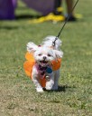 Howl-O-Ween Pet Costume Showcase Returns to West Hollywood Park Oct. 4