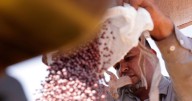 Brazilian farmers beef up soybean production as China halts business with US during trade fight