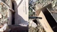 Macabro hallazgo en La Plata: encuentran varias cabezas de animales en cajas