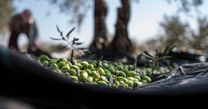 A juicio este miércoles por estafa en la compra de 62.404 kilos de aceitunas para su fábrica