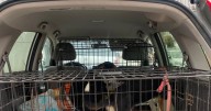 Apoyan a dueño de 20 canes para la esterilización que promueve CABA