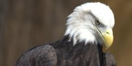 Dickerson Park Zoo mourns the loss of iconic bald eagle Phoenix