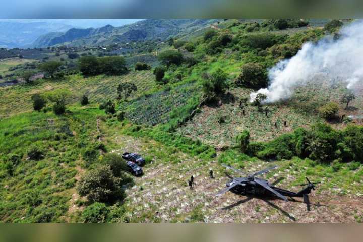 Incineran plantío de marihuana en Tequila valuado en 73.5 mdp