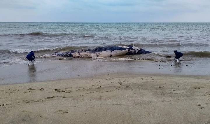 Hallan ballena jorobada muerta por posible enmallamiento en Perú
