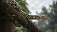 Loreto: hombre muere tras ser atacado por una anaconda en la frontera de Perú con Ecuador