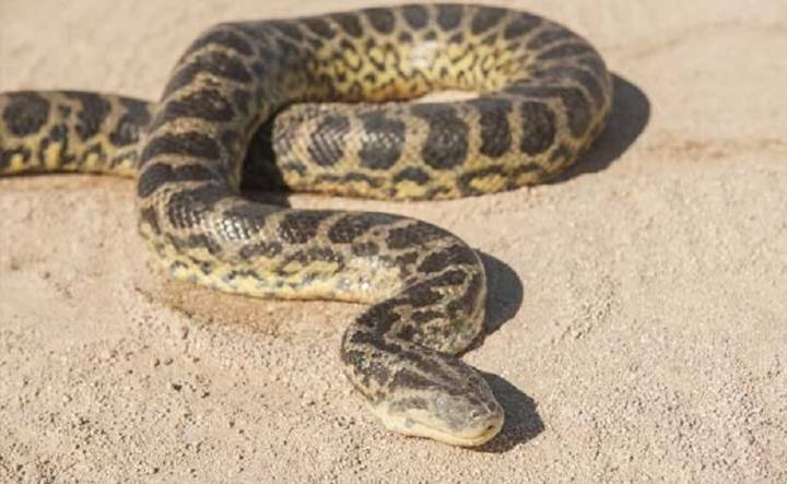 Big Python Captured in Rajouri