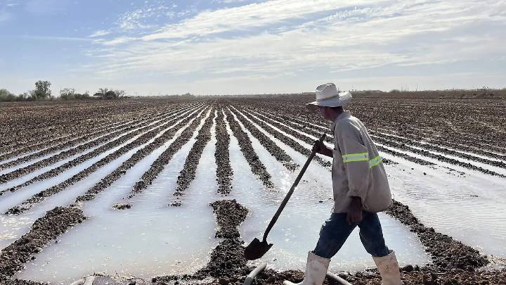 Anuncian fecha de pago para beneficiarios del Programa de Rastreo Fitosanitario y Cártamo en Sonora