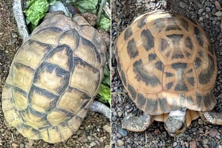 2 Critically Endangered Tortoises Were Stolen from Indianapolis Zoo