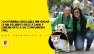 Chapinero: regálele un hogar a un peludito rescatado y encuentre a su compañero fiel