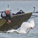 Lakeland’s swans, descendants of Queen Elizabeth II’s gift, get annual health checkup