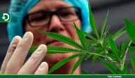 Gobierno autoriza vía decreto la venta de cannabis medicinal en farmacias del país