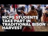 Native American MCPS students take part in traditional bison harvest
