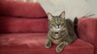 Qué significa que un gato se siente en tu lugar, según un veterinario