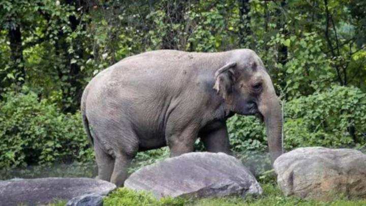 India’s elephant numbers fall by 18% to 22,446 – but Centre says “not comparable” to past estimate