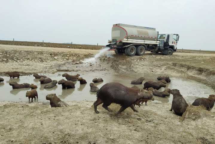 Dos millones 400 mil litros de agua entregados a chigüiros en Paz de Ariporo