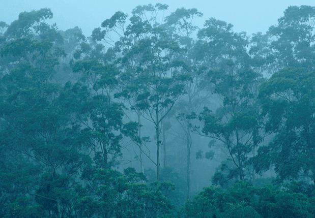 Los bosques tropicales ya no absorben tanto carbono: alerta desde Australia