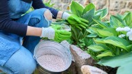 The Hosta Fertilization Mistake That Increases The Chance Of Winter Damage