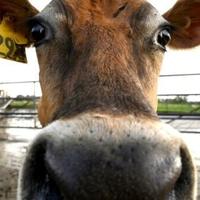 'Utter madness': NZ farmers agree dairy sale to French group
