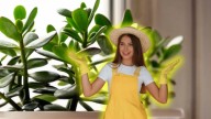 No lo conocías: el truco casero para revivir un árbol de jade con solo 2 elementos