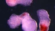 Crean modelos de embriones humanos en laboratorio que producen células sanguíneas