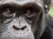 Chimpanzee Metacognition Allows Humanlike Belief Revision