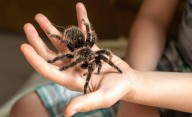 Cuáles son los efectos de la picadura de la araña bananera: uno por uno