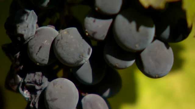 Lodi winemakers face challenges as low sugar levels impact harvest