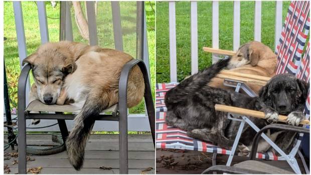 19 cats, 10 dogs and 1 doe featured in the Morning Report in September