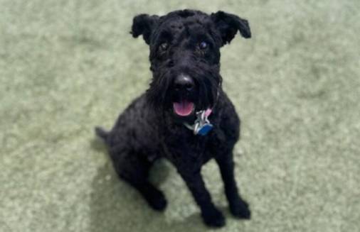 Welfare League waivng fees for older pets in Phoenix, Chandler on Saturday