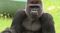 Silverback gorilla new resident at San Francisco Zoo