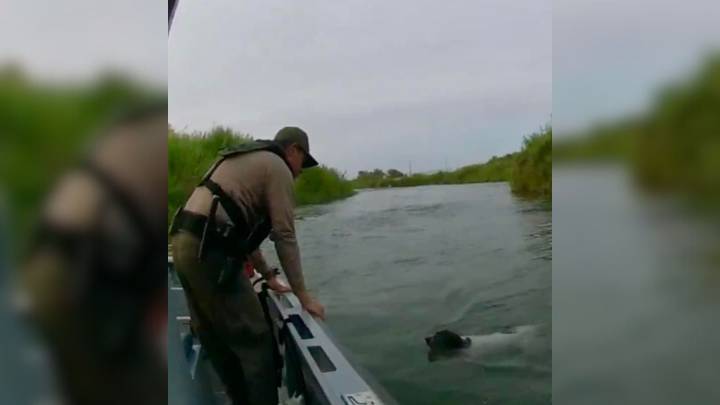 Arizona Border Patrol Rescues Dog From River, Reuniting Her With Grateful Owner