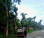 PWD clarifies no trees cut in Dighalipukhuri, says all 77 successfully transplanted